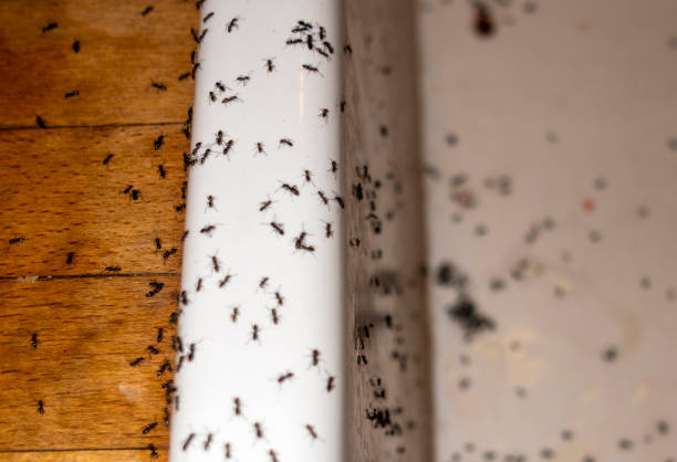 Best Pest Control Near Me  in Miami Beach, FL