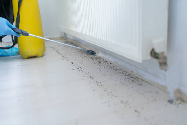 Best Affordable Pest Control Services  in Miami Beach, FL