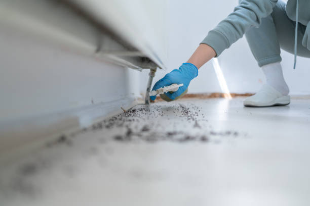 Best Affordable Pest Control Services  in Miami Beach, FL